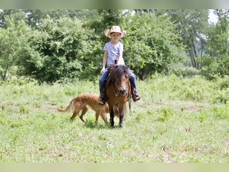 Weitere Ponys/Kleinpferde Wallach 6 Jahre 97 cm Rotbrauner in Millsap