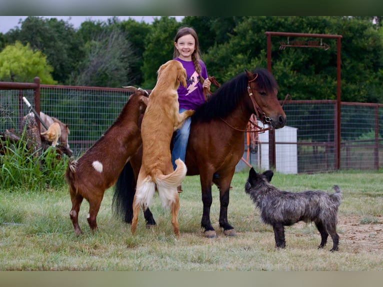 Weitere Ponys/Kleinpferde Wallach 6 Jahre 97 cm Rotbrauner in Millsap