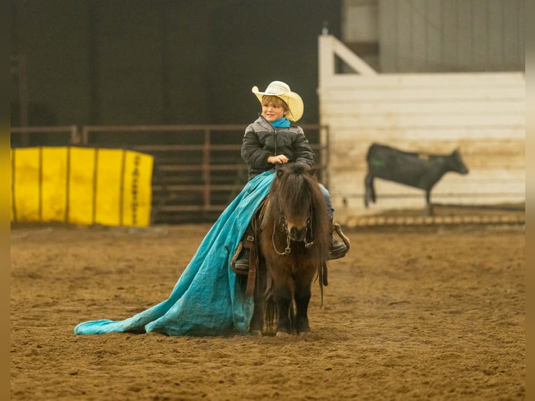 Weitere Ponys/Kleinpferde Wallach 6 Jahre 97 cm Rotbrauner in Nevis