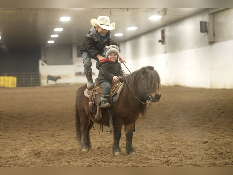 Weitere Ponys/Kleinpferde Wallach 6 Jahre 97 cm Rotbrauner in Nevis