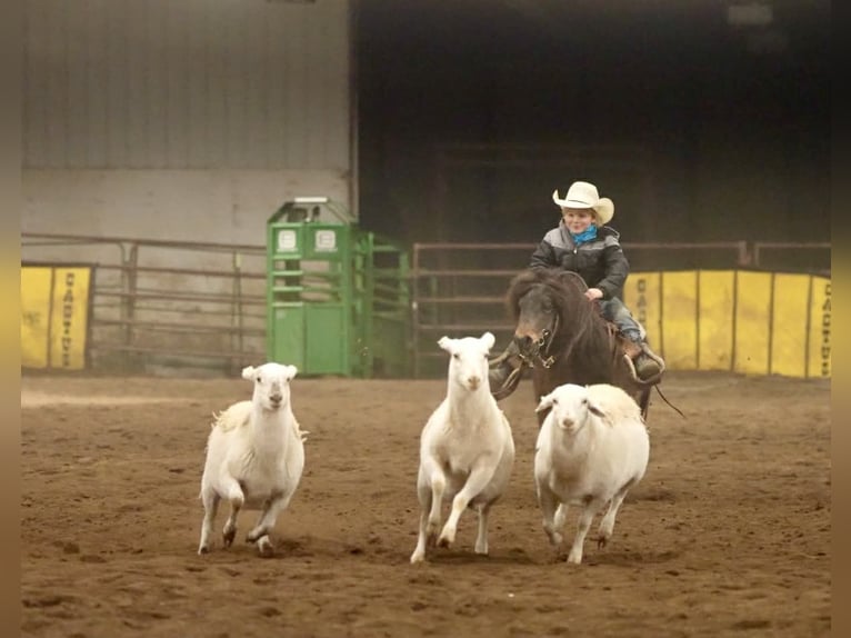 Weitere Ponys/Kleinpferde Wallach 6 Jahre 97 cm Rotbrauner in Nevis