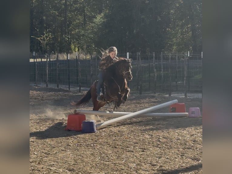 Weitere Ponys/Kleinpferde Wallach 6 Jahre 97 cm Rotbrauner in Bloomburg