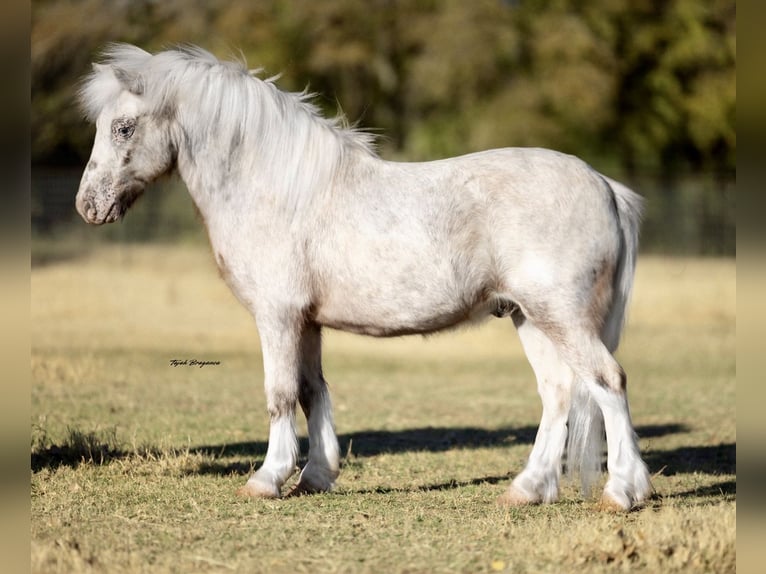 Weitere Ponys/Kleinpferde Wallach 6 Jahre 97 cm Schecke in Weatherford