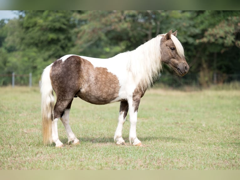Weitere Ponys/Kleinpferde Wallach 6 Jahre 97 cm Schecke in Bloomburg