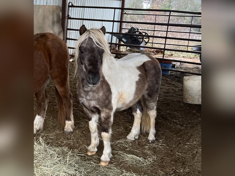 Weitere Ponys/Kleinpferde Wallach 6 Jahre 97 cm Schecke in Bloomburg