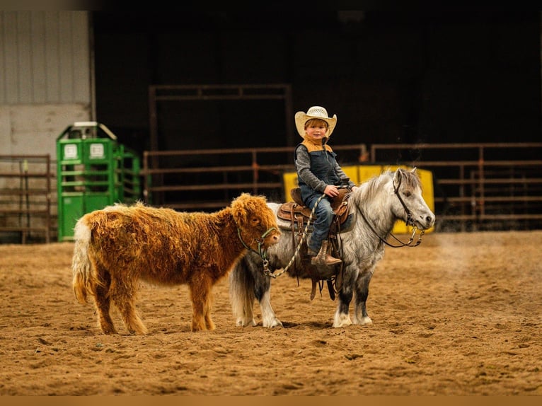 Weitere Ponys/Kleinpferde Wallach 6 Jahre 97 cm Schimmel in Nevis