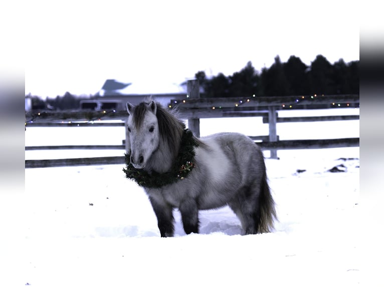 Weitere Ponys/Kleinpferde Wallach 6 Jahre 97 cm Schimmel in Nevis