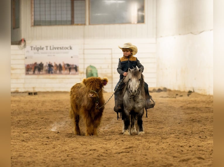 Weitere Ponys/Kleinpferde Wallach 6 Jahre 97 cm Schimmel in Nevis