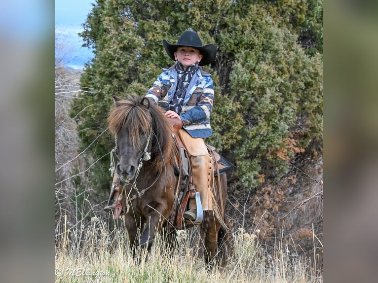 Weitere Ponys/Kleinpferde Wallach 6 Jahre 99 cm Brauner in Rigby