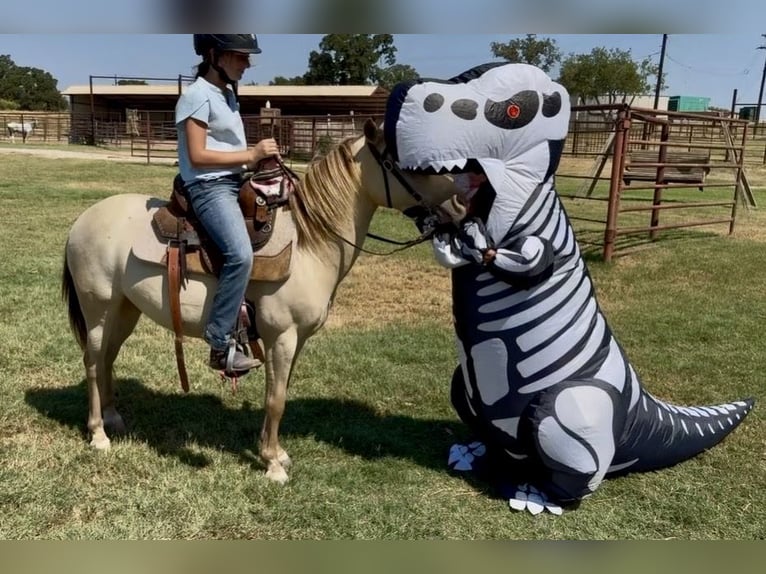 Weitere Ponys/Kleinpferde Wallach 6 Jahre Champagne in Weatherford