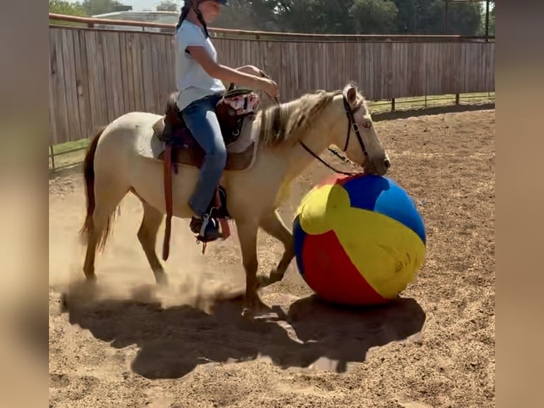 Weitere Ponys/Kleinpferde Wallach 6 Jahre Champagne in Weatherford