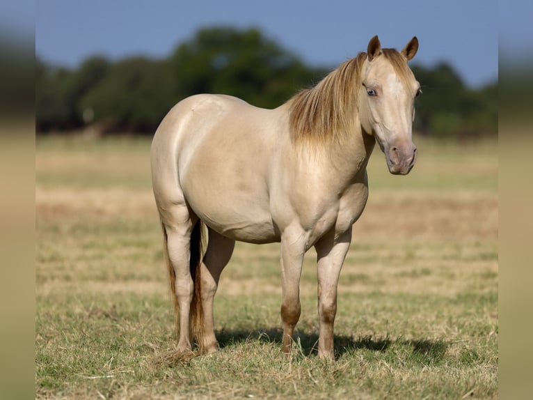 Weitere Ponys/Kleinpferde Wallach 6 Jahre Champagne in Weatherford