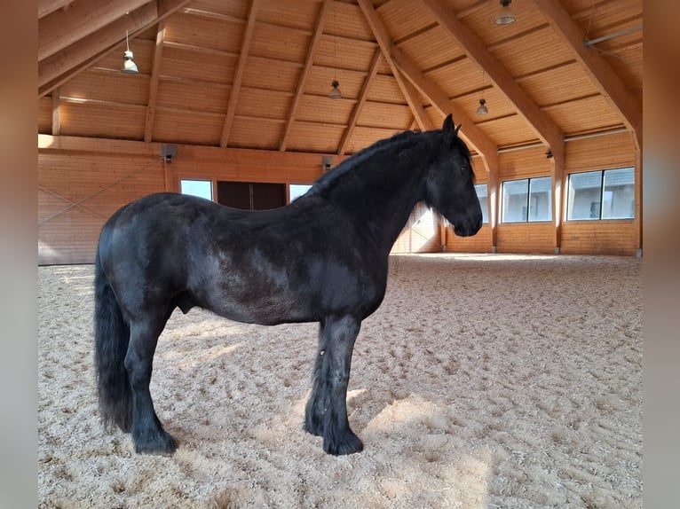 Weitere Ponys/Kleinpferde Wallach 6 Jahre Dunkelbrauner in Madona