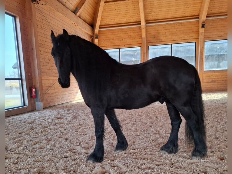 Weitere Ponys/Kleinpferde Wallach 6 Jahre Dunkelbrauner in Madona