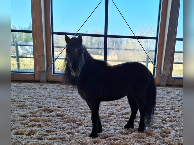 Weitere Ponys/Kleinpferde Wallach 6 Jahre Dunkelbrauner in Madona