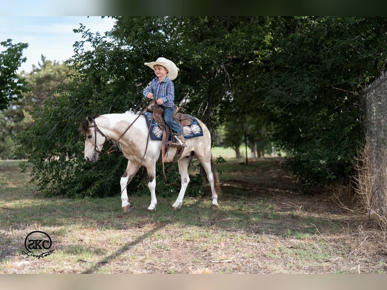 Weitere Ponys/Kleinpferde Wallach 6 Jahre Schecke in Canyon