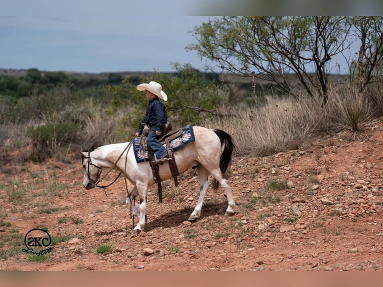 Weitere Ponys/Kleinpferde Wallach 6 Jahre Schecke in Canyon