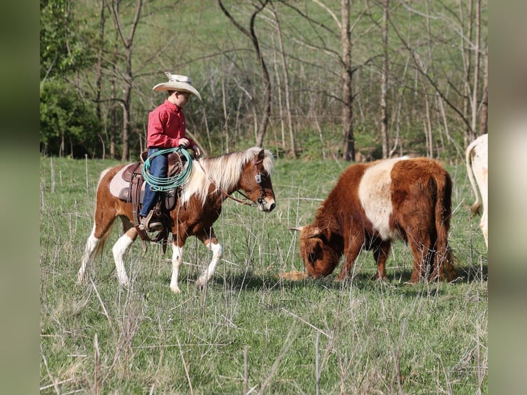Weitere Ponys/Kleinpferde Wallach 6 Jahre Schecke in Mount Vernon