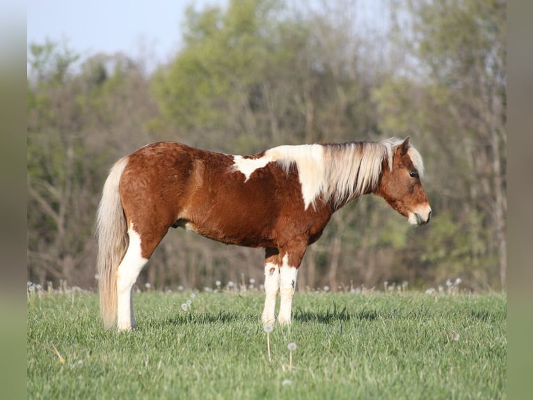 Weitere Ponys/Kleinpferde Wallach 6 Jahre Schecke in Mount Vernon