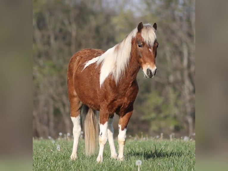 Weitere Ponys/Kleinpferde Wallach 6 Jahre Schecke in Mount Vernon