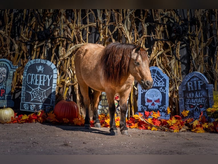 Weitere Ponys/Kleinpferde Wallach 7 Jahre 102 cm Buckskin in Gainesville