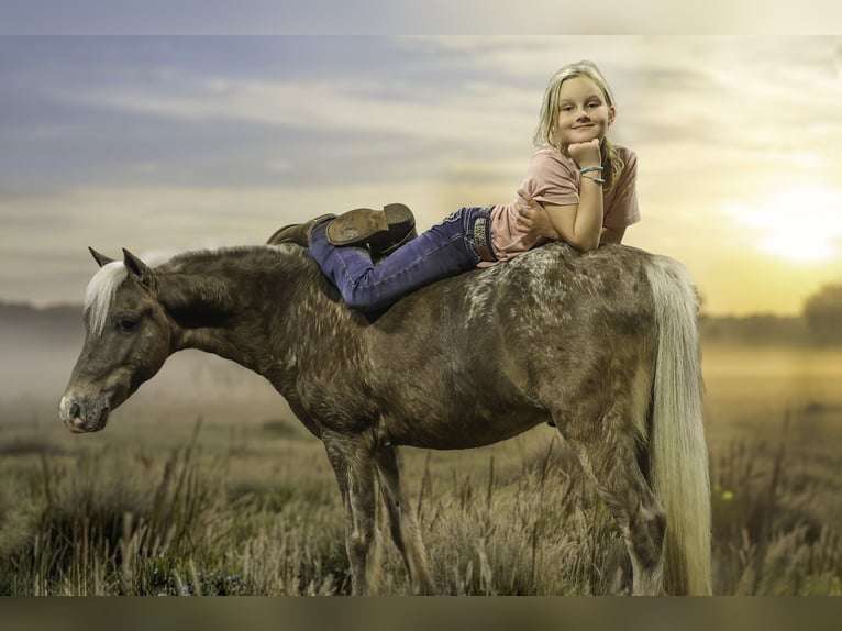 Weitere Ponys/Kleinpferde Wallach 7 Jahre 107 cm Palomino in Sedalia