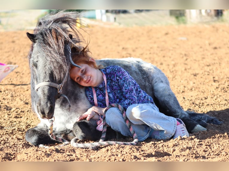 Weitere Ponys/Kleinpferde Wallach 7 Jahre 107 cm Roan-Blue in Edgewood