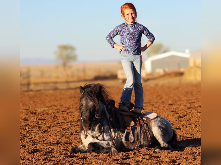 Weitere Ponys/Kleinpferde Wallach 7 Jahre 107 cm Roan-Blue in Edgewood