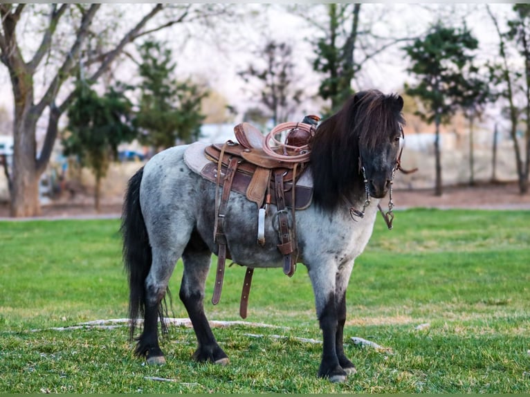 Weitere Ponys/Kleinpferde Wallach 7 Jahre 107 cm Roan-Blue in Edgewood