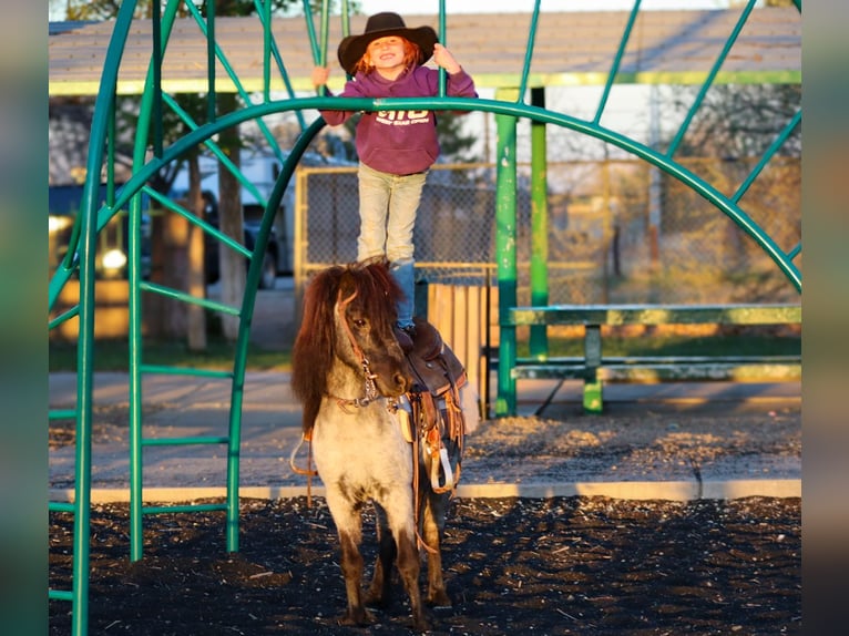 Weitere Ponys/Kleinpferde Wallach 7 Jahre 107 cm Roan-Blue in Edgewood
