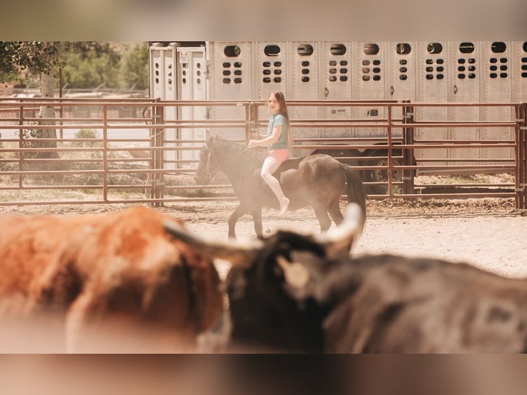 Weitere Ponys/Kleinpferde Wallach 7 Jahre 109 cm Rappe in Heber City