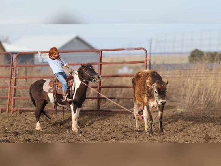 Weitere Ponys/Kleinpferde Wallach 7 Jahre 109 cm Schecke in Edgewood