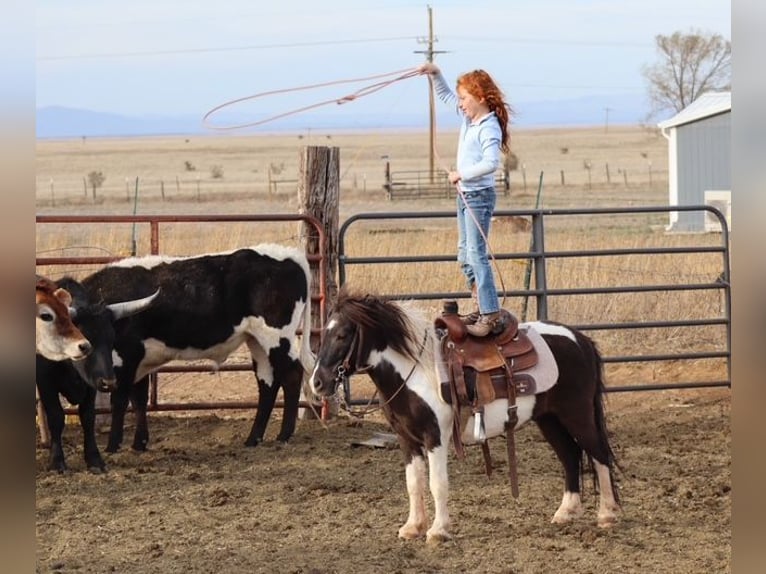 Weitere Ponys/Kleinpferde Wallach 7 Jahre 109 cm Schecke in Edgewood