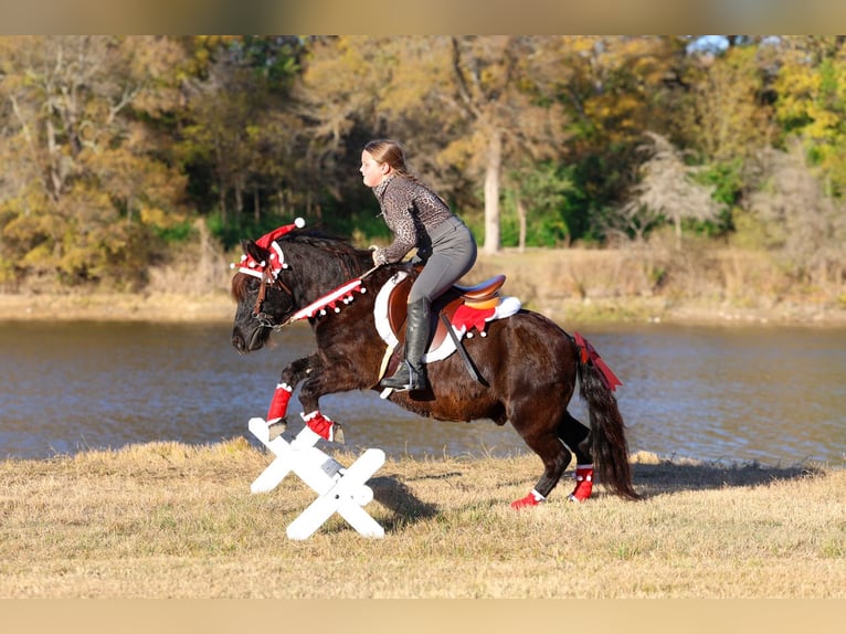 Weitere Ponys/Kleinpferde Wallach 7 Jahre 112 cm Rappe in Forney