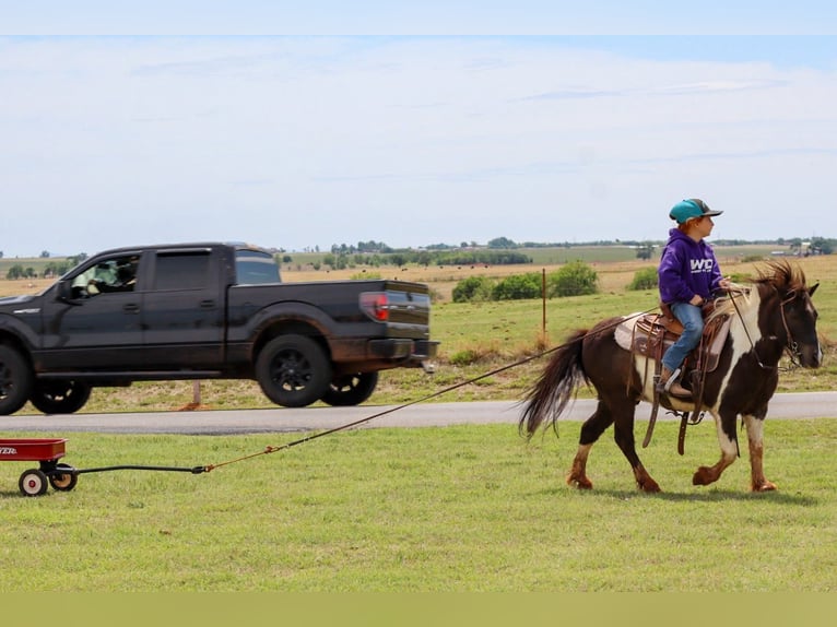 Weitere Ponys/Kleinpferde Wallach 7 Jahre 112 cm Schecke in Edgewood