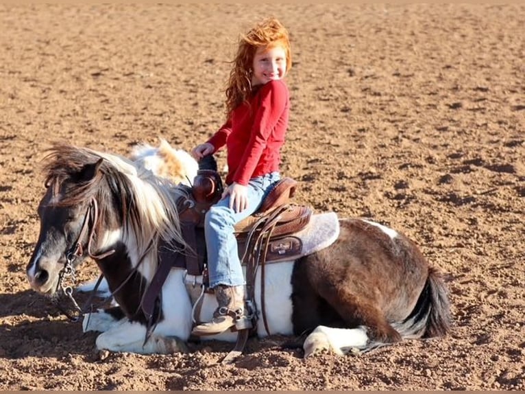 Weitere Ponys/Kleinpferde Wallach 7 Jahre 112 cm Schecke in Edgewood