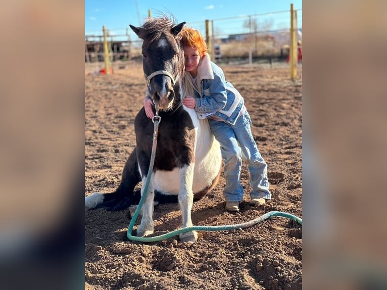 Weitere Ponys/Kleinpferde Wallach 7 Jahre 112 cm Schecke in Edgewood