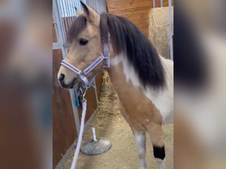 Weitere Ponys/Kleinpferde Wallach 7 Jahre 113 cm Schecke in Rechnitz