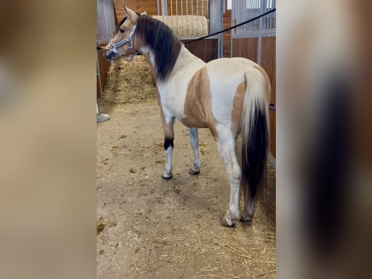 Weitere Ponys/Kleinpferde Wallach 7 Jahre 113 cm Schecke in Rechnitz