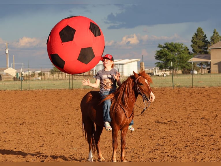 Weitere Ponys/Kleinpferde Wallach 7 Jahre 114 cm Rotfuchs in Edgewood