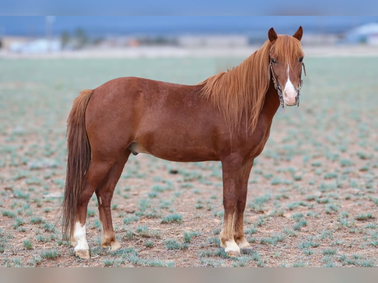 Weitere Ponys/Kleinpferde Wallach 7 Jahre 114 cm Rotfuchs in Edgewood