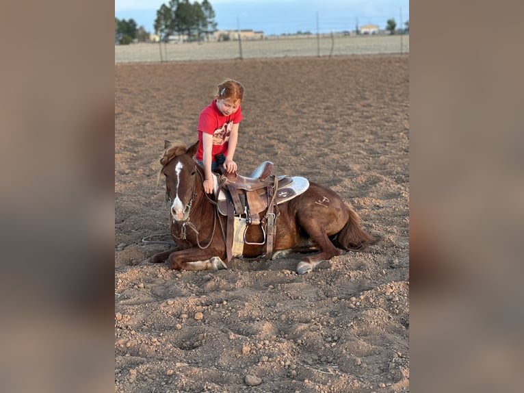 Weitere Ponys/Kleinpferde Wallach 7 Jahre 114 cm Rotfuchs in Edgewood