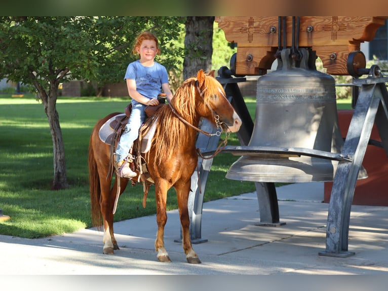 Weitere Ponys/Kleinpferde Wallach 7 Jahre 114 cm Rotfuchs in Edgewood