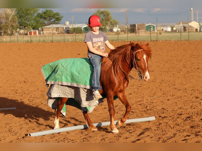 Weitere Ponys/Kleinpferde Wallach 7 Jahre 114 cm Rotfuchs in Edgewood