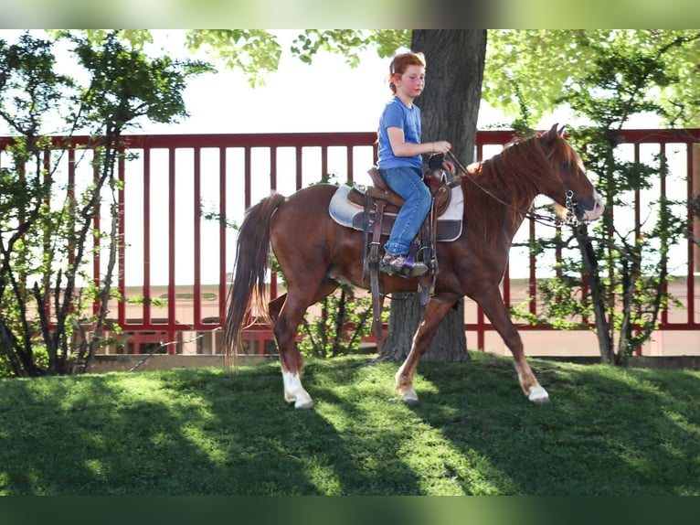 Weitere Ponys/Kleinpferde Wallach 7 Jahre 114 cm Rotfuchs in Edgewood