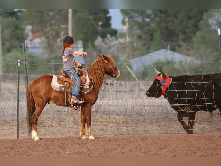 Weitere Ponys/Kleinpferde Wallach 7 Jahre 114 cm Rotfuchs in Edgewood