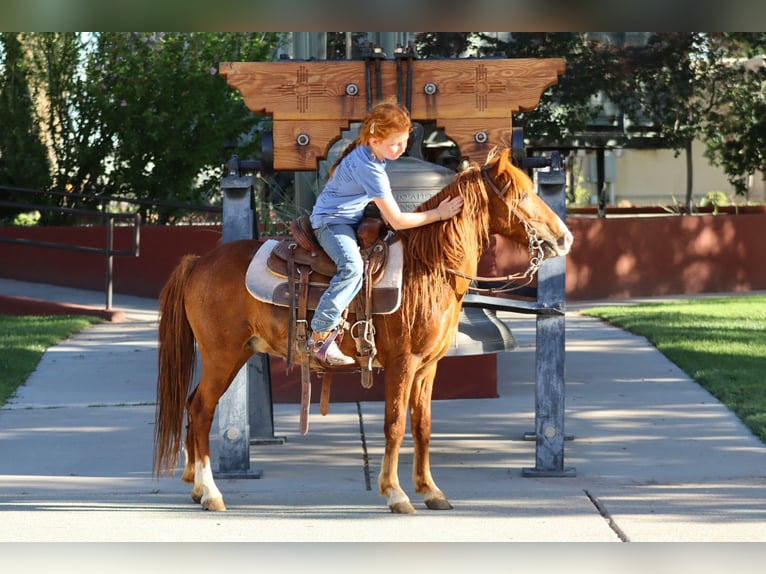 Weitere Ponys/Kleinpferde Wallach 7 Jahre 114 cm Rotfuchs in Edgewood