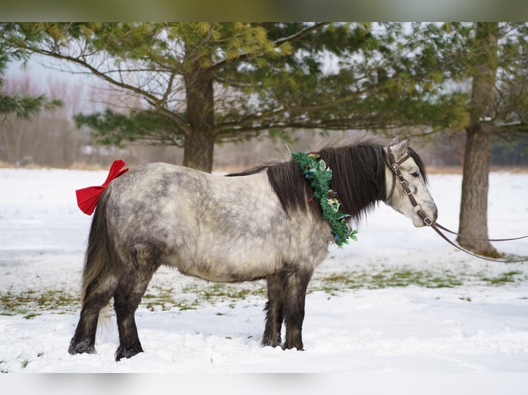 Weitere Ponys/Kleinpferde Wallach 7 Jahre 114 cm Schimmel in Bristolville