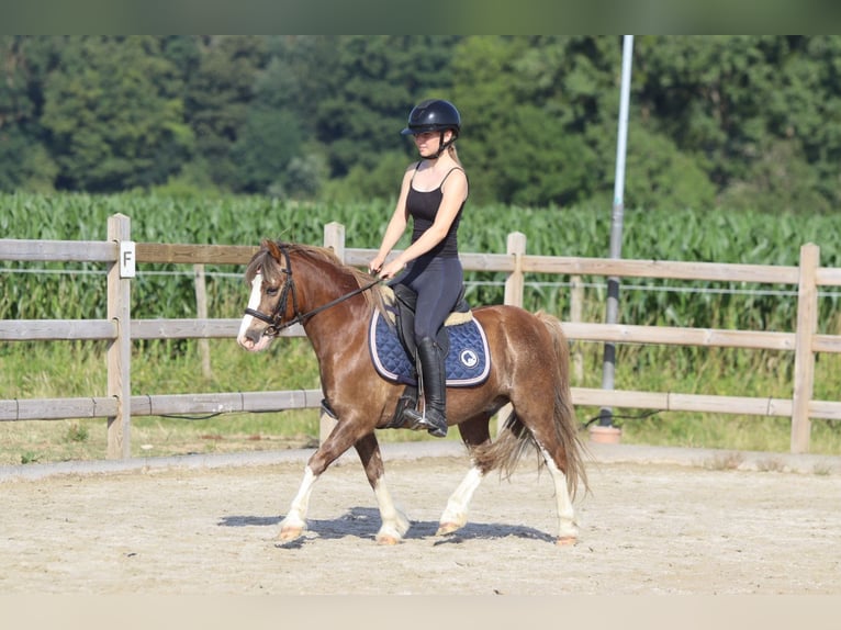 Weitere Ponys/Kleinpferde Wallach 7 Jahre 117 cm Brauner in Bogaarden