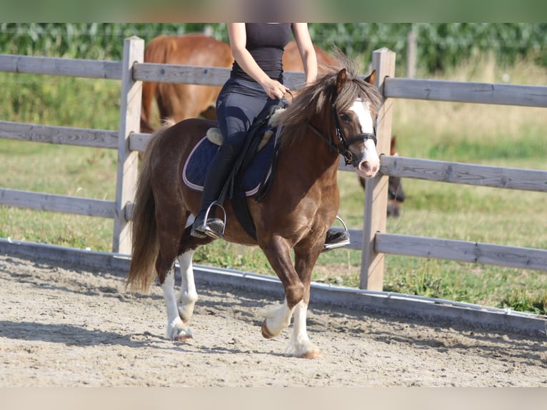 Weitere Ponys/Kleinpferde Wallach 7 Jahre 117 cm Brauner in Bogaarden